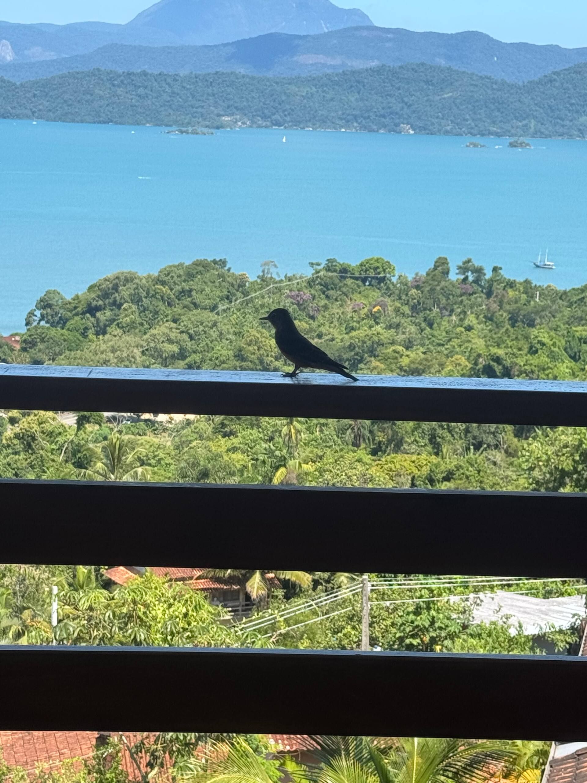 A wild visitor on the veranda railing